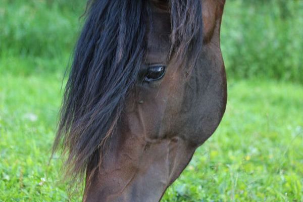 Pferde fressen in freier Natur bis zu 16 Stunden täglich - Sarah Henne - Tierheilpraktikerin für Pferde