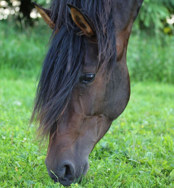 Pferde fressen in freier Natur bis zu 16 Stunden täglich - Sarah Henne - Tierheilpraktikerin für Pferde
