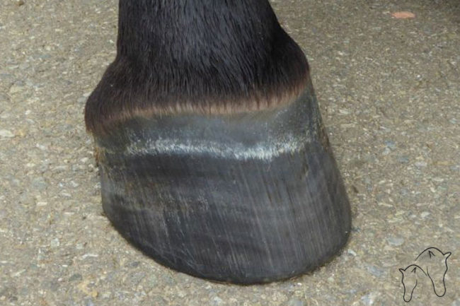 Pferdehuf mit korrekter Hufstellung ohne Beschlag