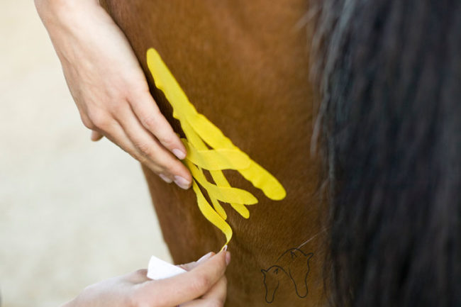 Tapeanlage beim Pferd