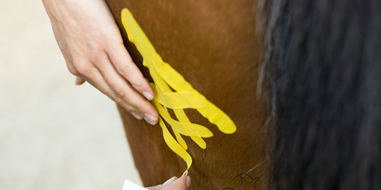 Pferdetaping Tapeanlage beim Pferd