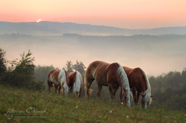 Selektive Entwurmung über Kotprobe beim Pferd