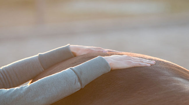 Pferdeosteopathie-Stuttgart-Sarah-Henne Pferdeosteopathie in Stuttgart mit Sarah Henne