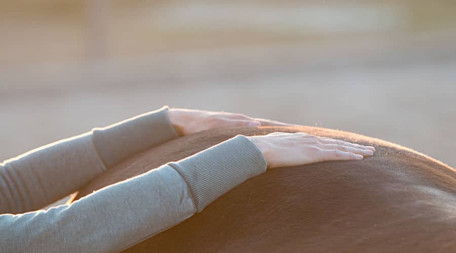 Pferdeosteopathie in Stuttgart mit Sarah Henne