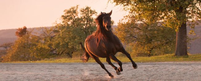 Pferdeosteopathie-Tübingen-Sarah-Henne Pferdeosteopathie und Pferdephysiotherapie in Tübingen, Reutlingen, Böblingen und Stuttgart mit Sarah Henne