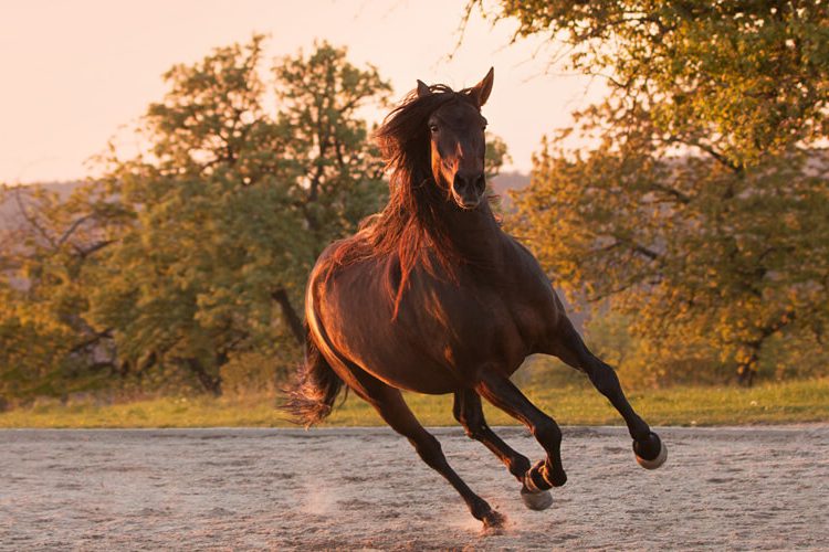 Pferdeosteopathie und Pferdephysiotherapie in Tübingen, Reutlingen, Böblingen und Stuttgart mit Sarah Henne