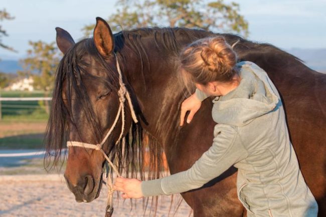 Was-ist-Pferdeosteopathie-Sarah-Henne Pferdeosteopathie - Faszientraining für Pferde in Tübingen, Reutlingen und Stuttgart mit Sarah Henne
