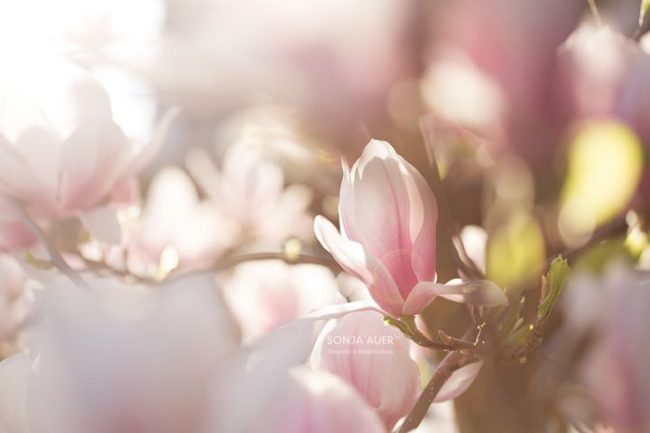 Homöopathische Therapie von Pferden in Reutlingen mit Tierheilpraktikerin Sarah Henne