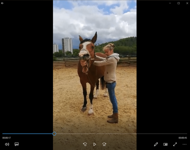 Behandlungserlebnis Pferdeosteopathie - ein entspanntes Pferd drückt sich aus
