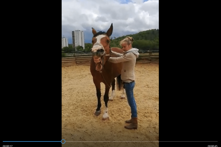 Behandlungserlebnis Pferdeosteopathie - ein entspanntes Pferd drückt sich aus