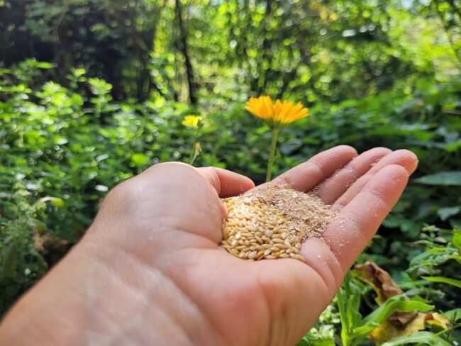 Magengeschwür-Pferd-Fütterung Magengeschwür bei Pferden mit Fütterung und Haltung stabilisieren